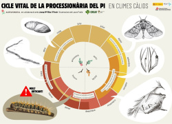 L’Ajuntament inicia tractaments anticipats contra la processionària del pi