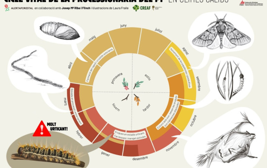 L’Ajuntament inicia tractaments anticipats contra la processionària del pi