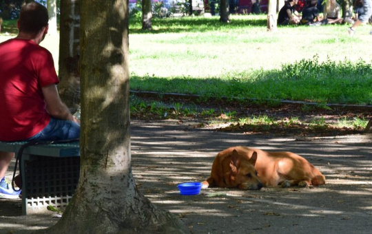 El Govern fa un pas endavant per avançar cap a nous espais de convivència compartida amb animals de companyia
