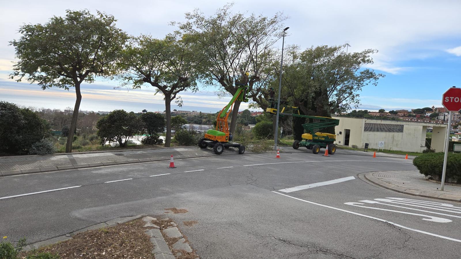 Comencen els treballs d’esporga de l’arbrat viari a Teià