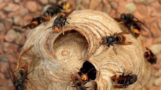 Detecten la presència de vespes asiàtiques a Teià