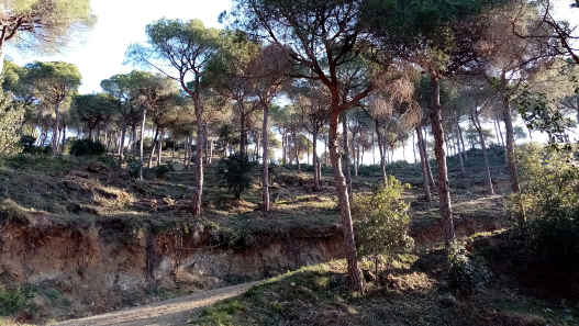 Eliminen tres mil pins afectats pel ‘Tomicus’ a Sant Berger
