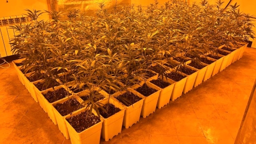 Desmantellen una plantació amb 1.200 plantes de marihuana