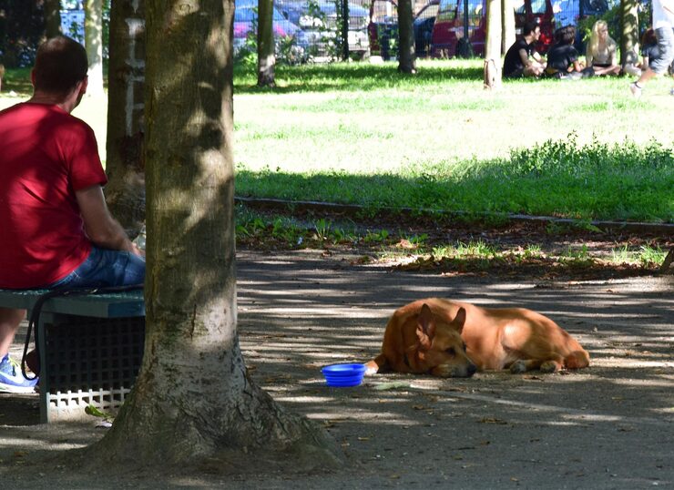 vista lateral perro sentado hierba 1630423 831